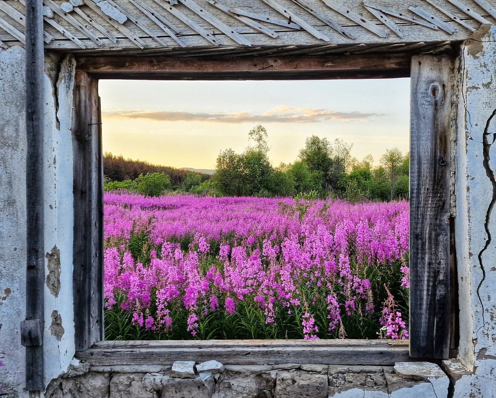 Окно с видом на лето