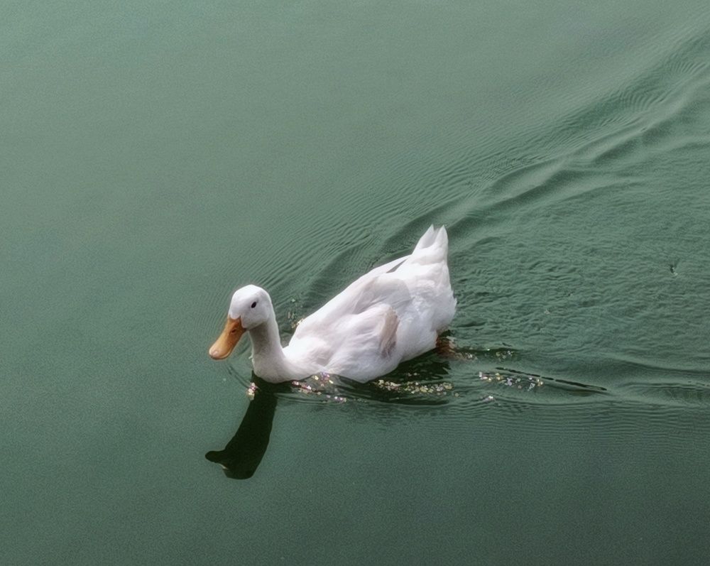 Photo #11237717