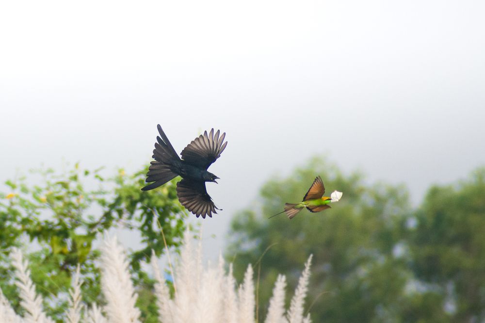 Photograph by Pritam Mandal