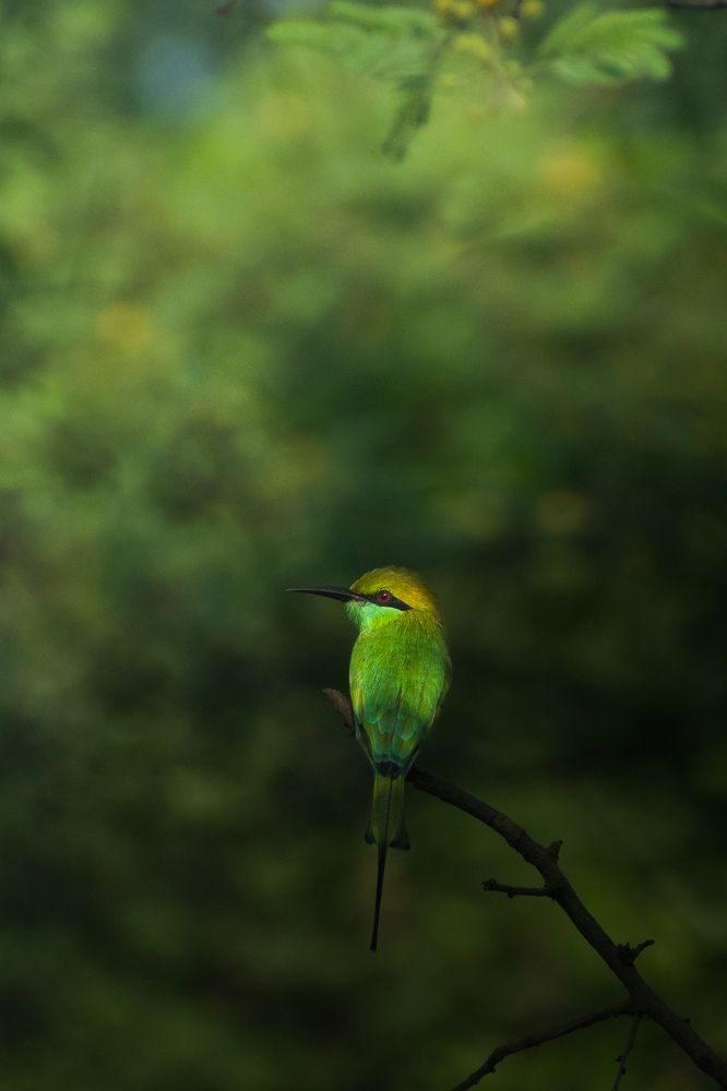 Photograph by Pritam Mandal