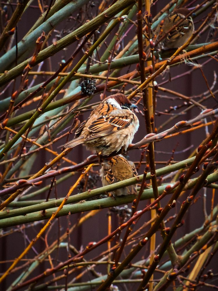 Photograph by Irina Chka