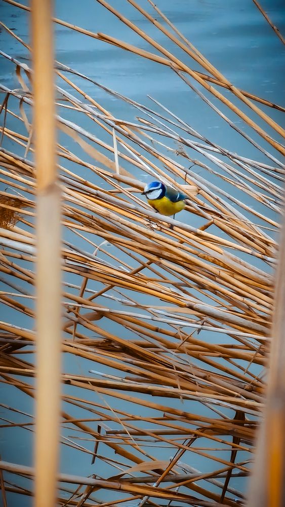 Photograph by Irina Chka