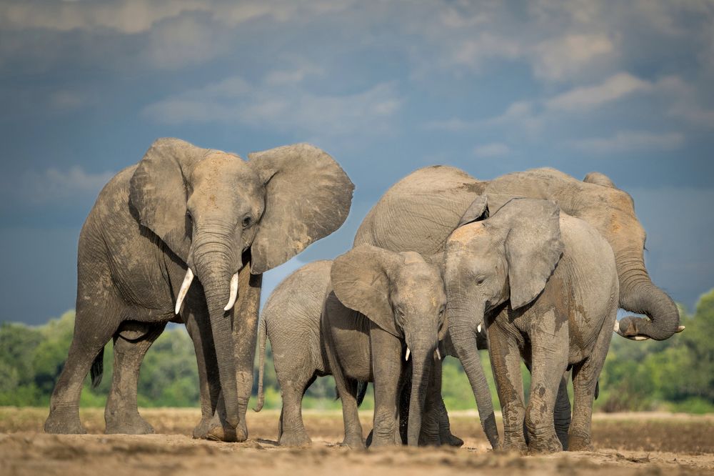 South Luangwa Elephants