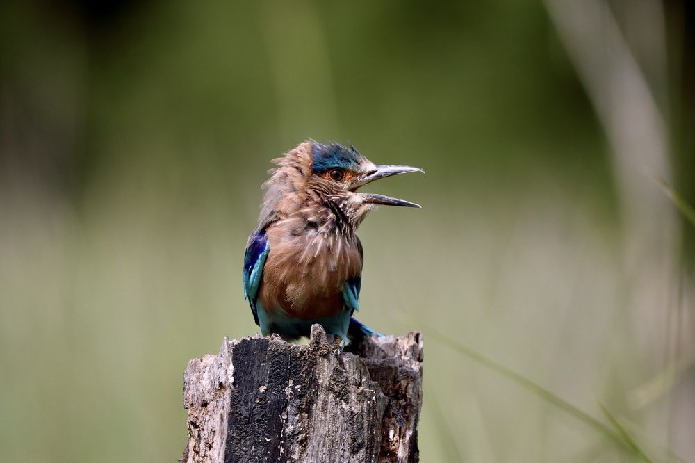 Photograph by Dipanjan Ray