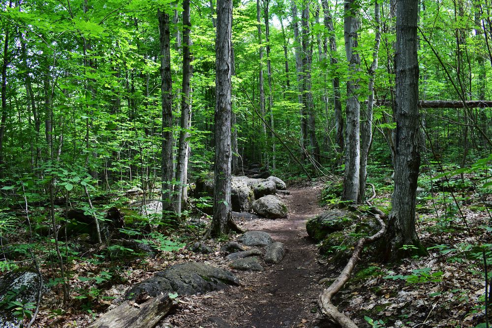 Лесная тропинка