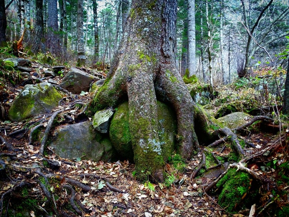 Среди гиганских монстров.