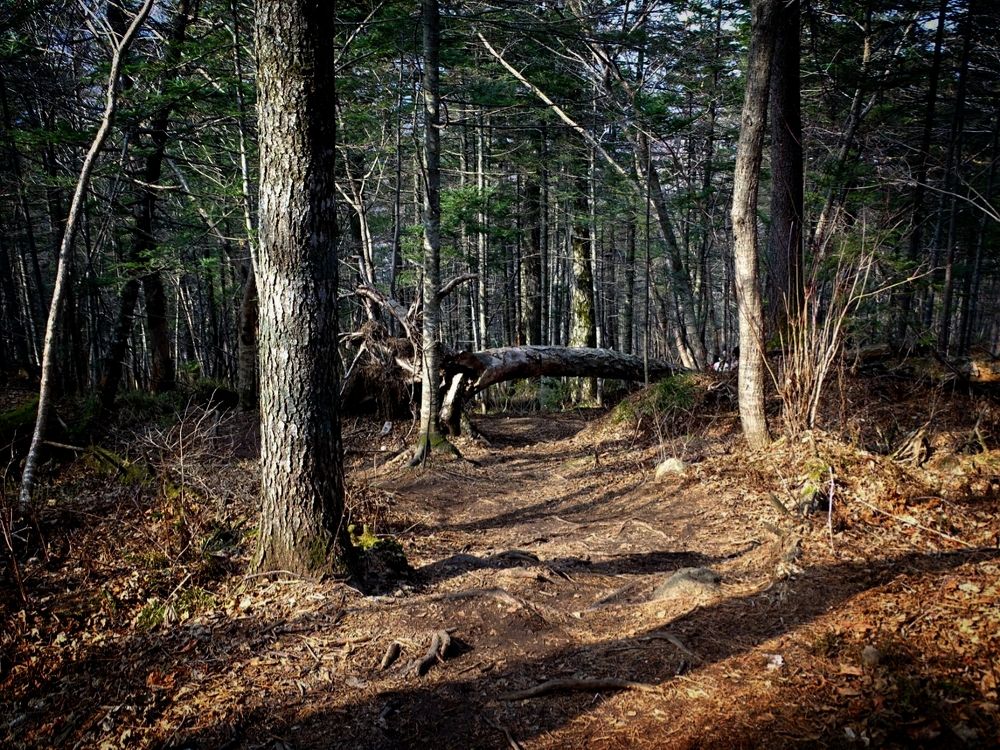 Там на неведомых дорожках...
