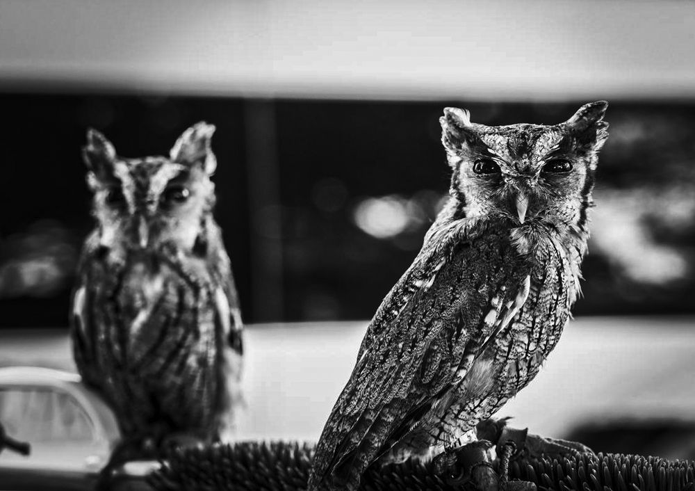 Фотография автора Берлиоз Бегемот