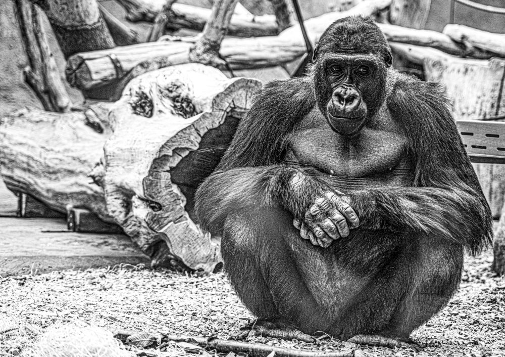 Фотография автора Берлиоз Бегемот