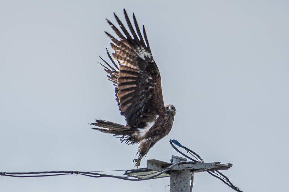 Он сказал "поехали!" и взмахнул крылом!