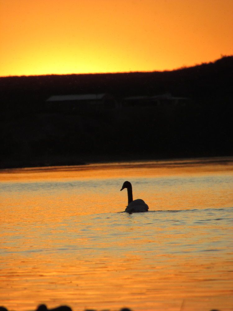 Photo #11238433
