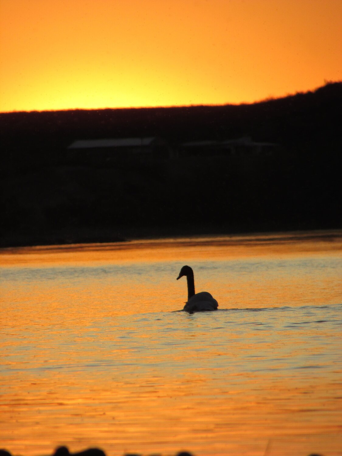 Photo #11238433