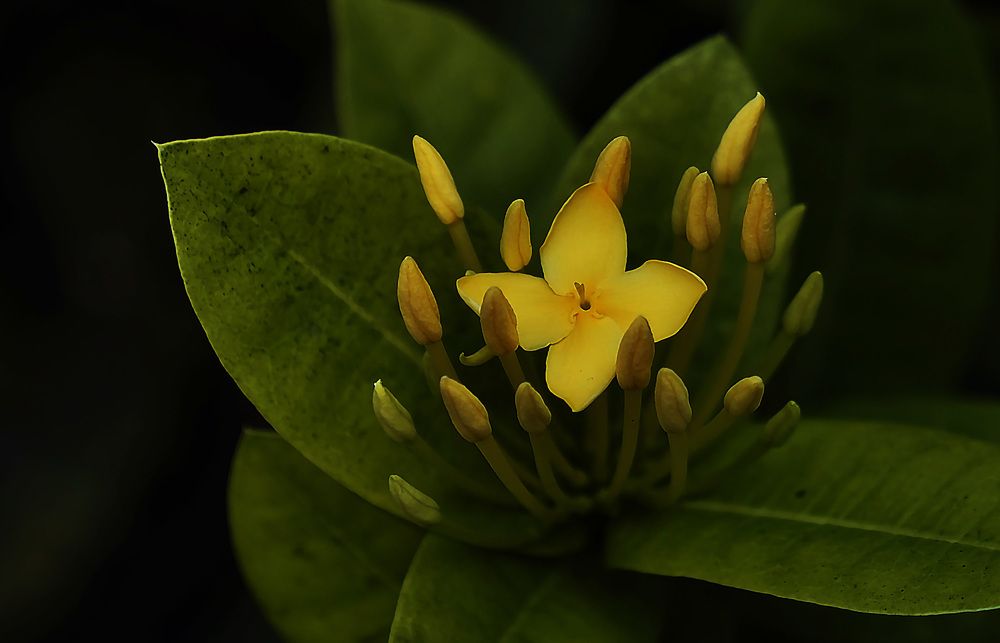 Photograph by Raed Victor Saad