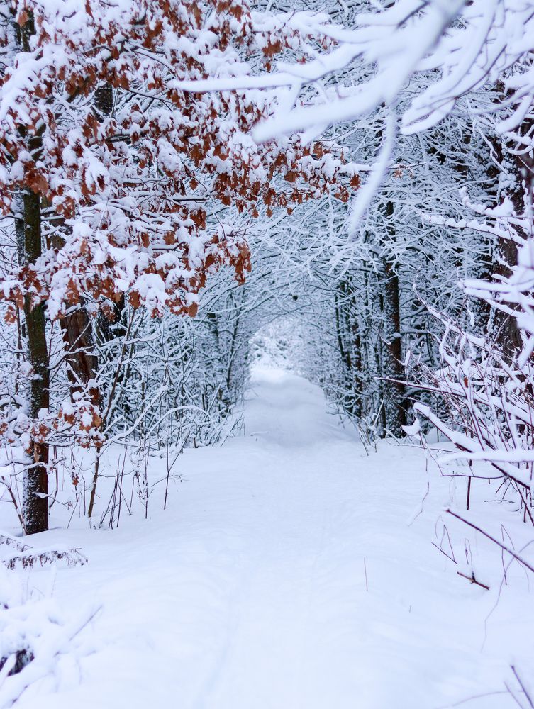 Photograph by Irina Sorokoletova