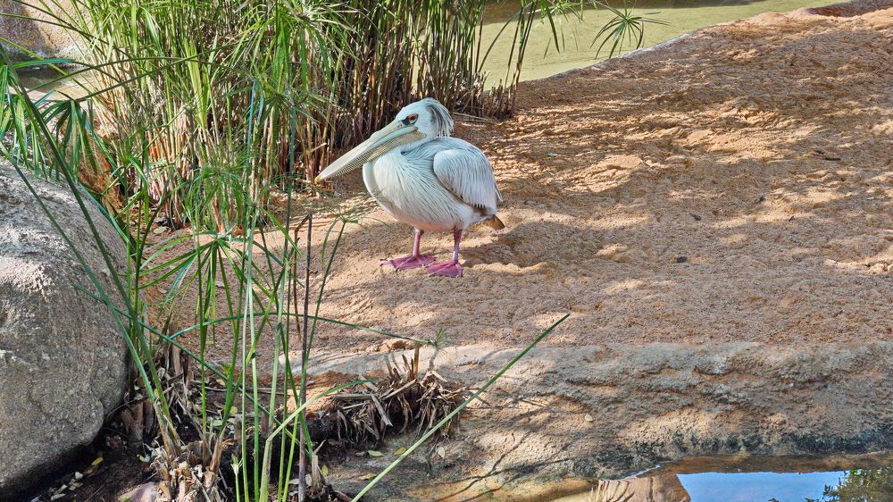 Фотография автора Анатолий Дауров