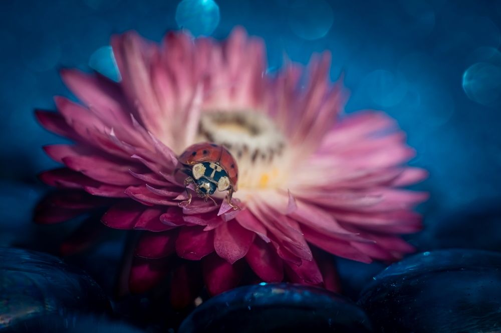 Photograph by Николай Фонарёв