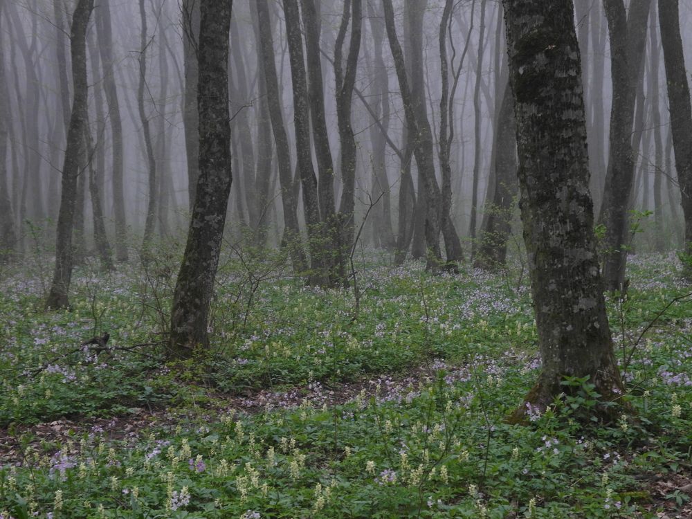 Photograph by Всеволод Маслов