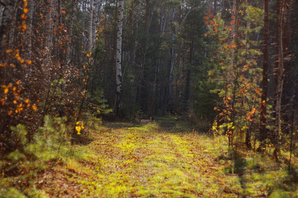 Photograph by Людмила Савчук