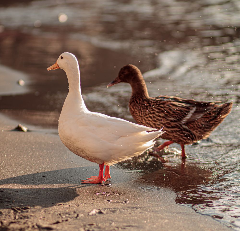 Фотография автора Aleksandra Choporova