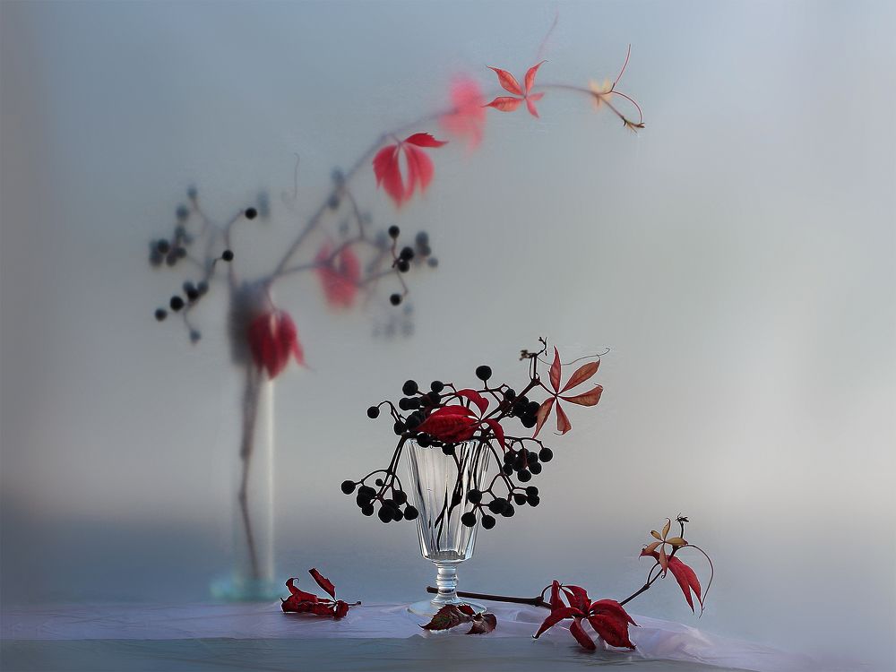 Девичий виноград