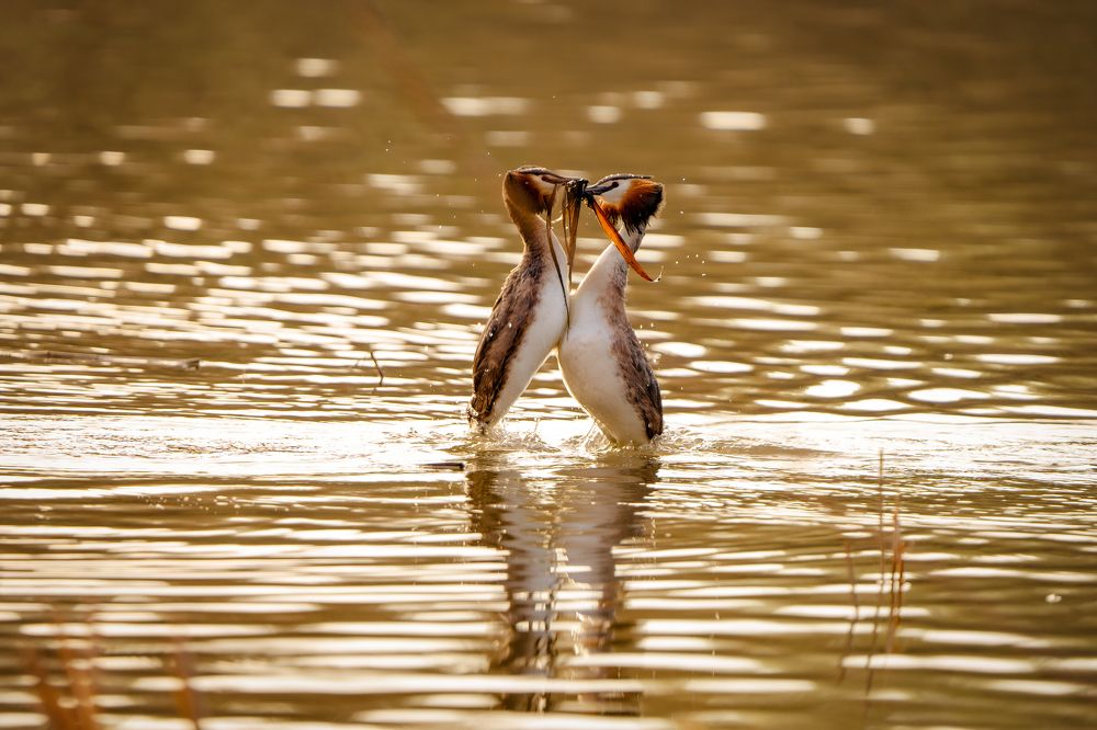 Photograph by Артем Кузнецов