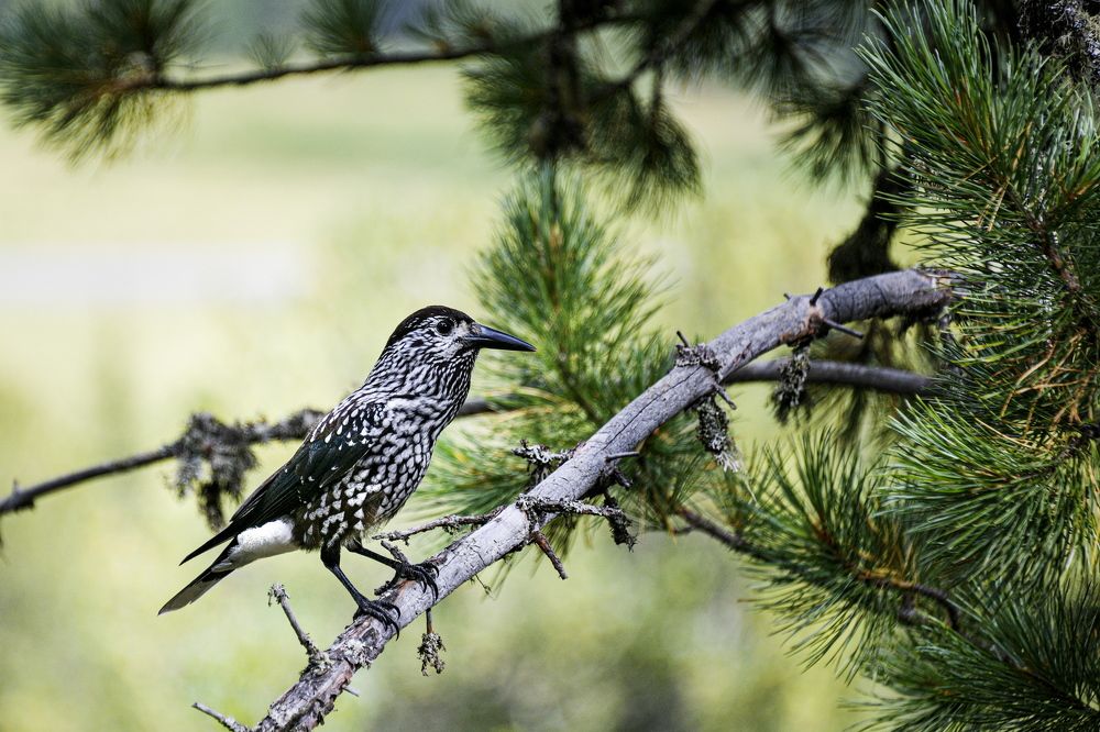 Photograph by Валентин Казанцев