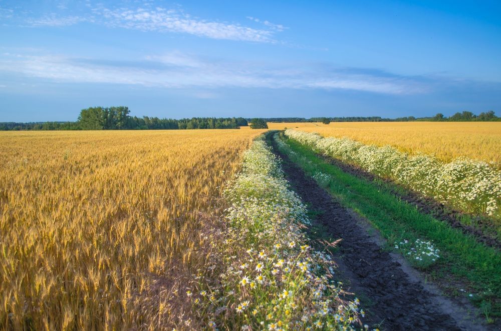 Фотография автора Irina Vornacheva