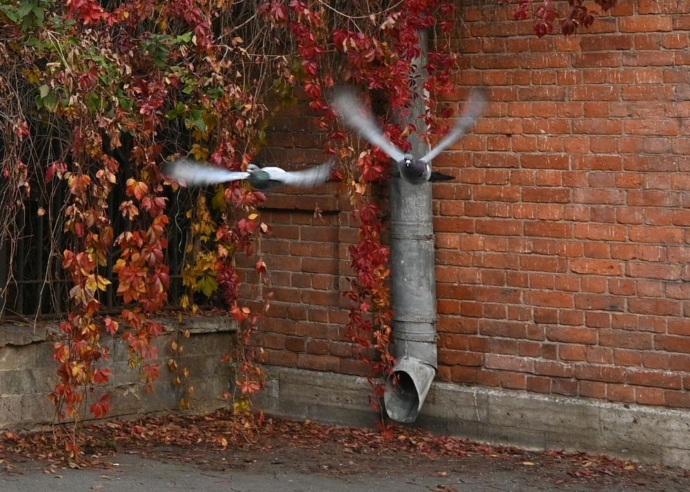 Photograph by Ирина Вдовенко