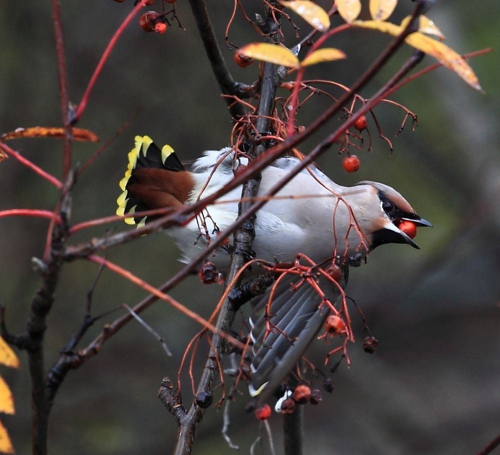 Photograph by PERESHEIN ANDREY