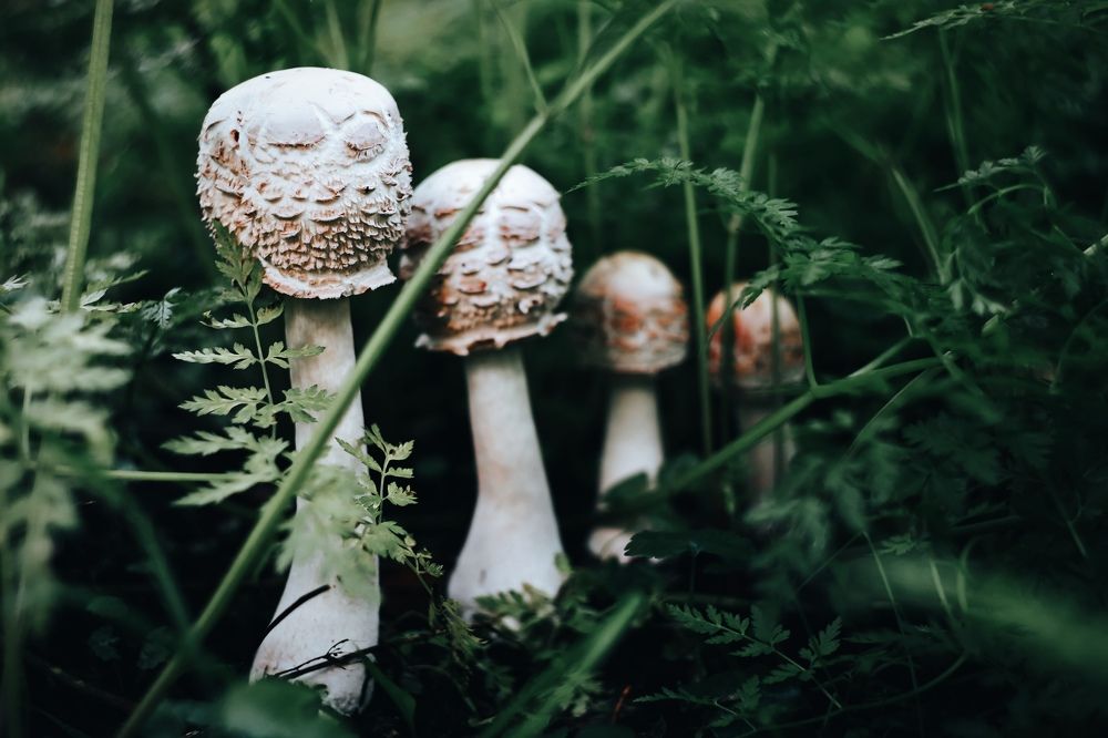 Photograph by Ольга Метлицкая