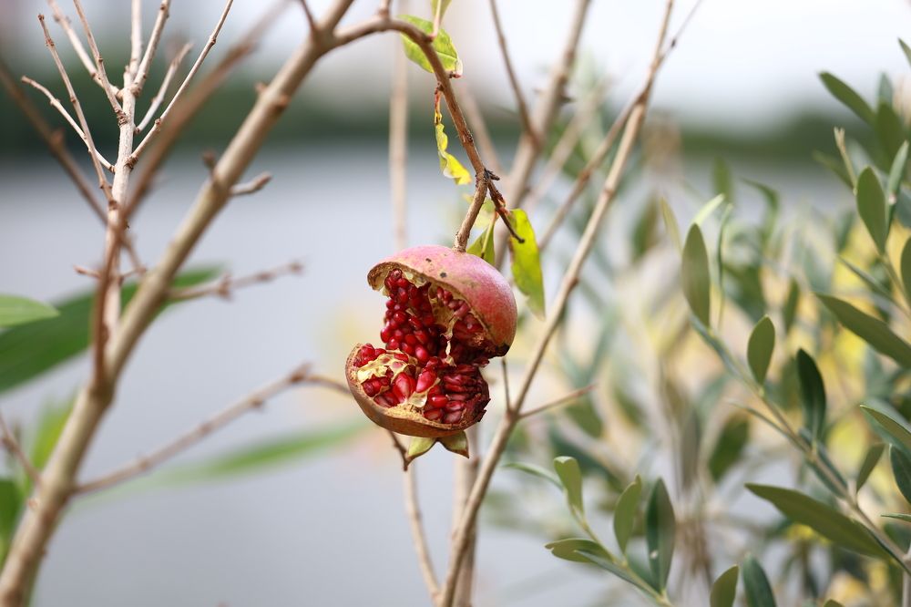 Photograph by Ольга Метлицкая