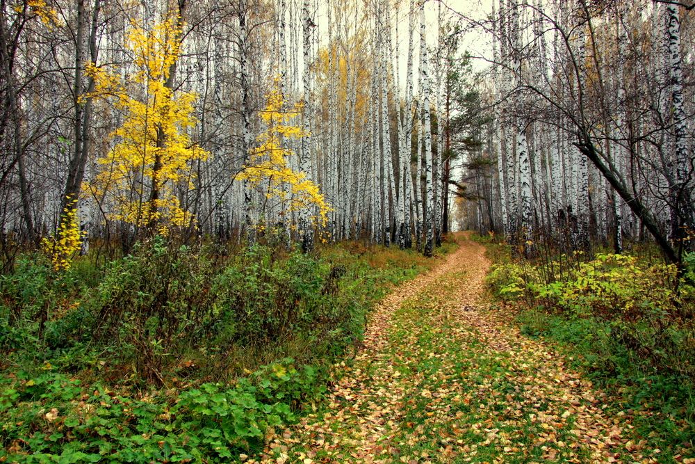 Фотография автора Nelya  Lysenko