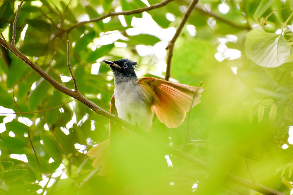 Photograph by Abhilash Sahoo