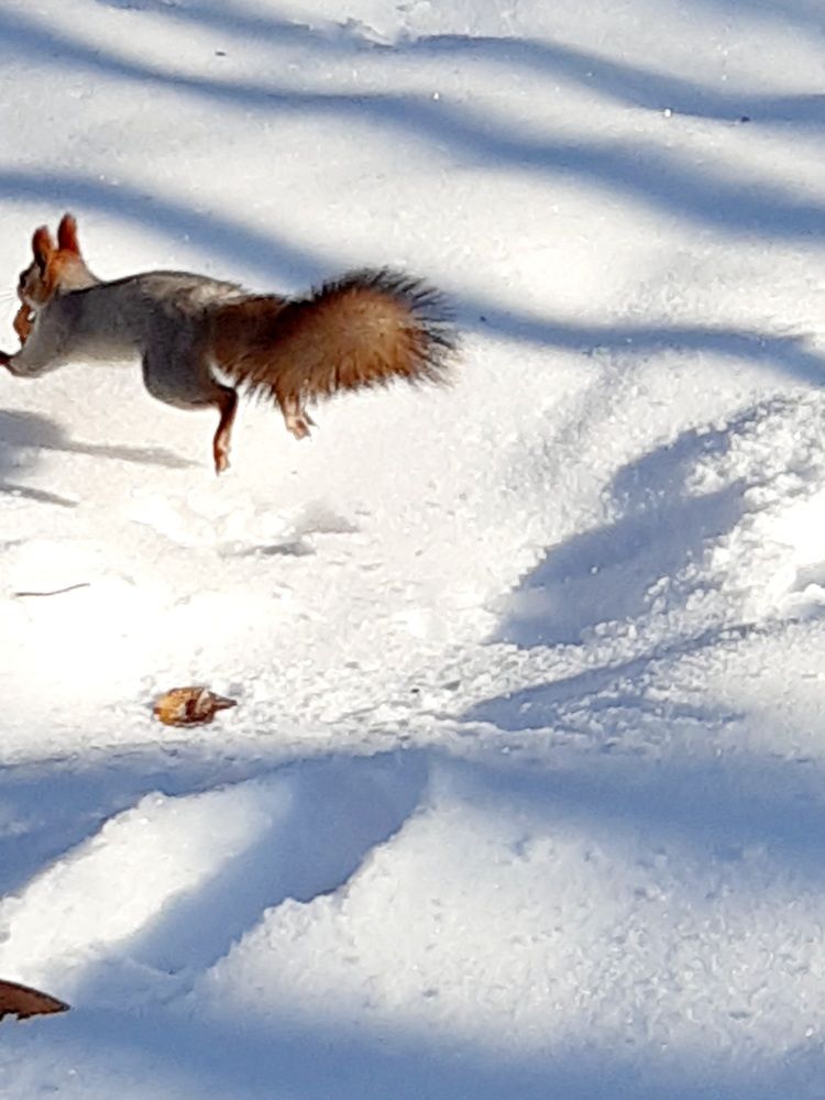 Фотография автора Наталья Шендяпина
