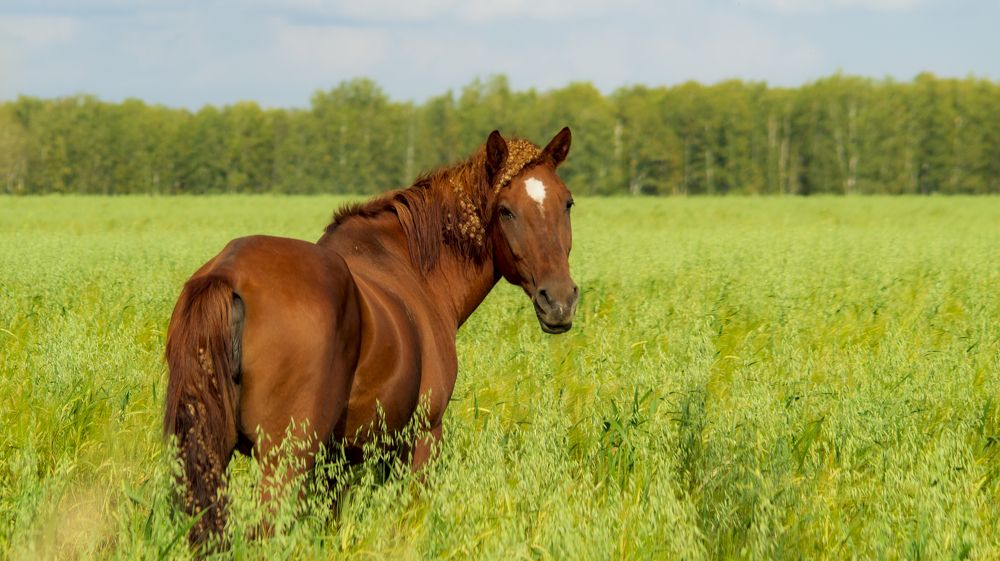 Фотография автора Роман Чернышов