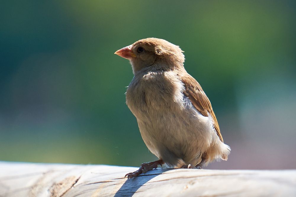Photograph by Ranko Dokmanovic