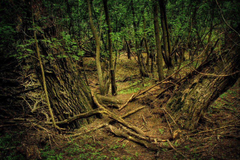 Photograph by Vitaliy Saposhnikov