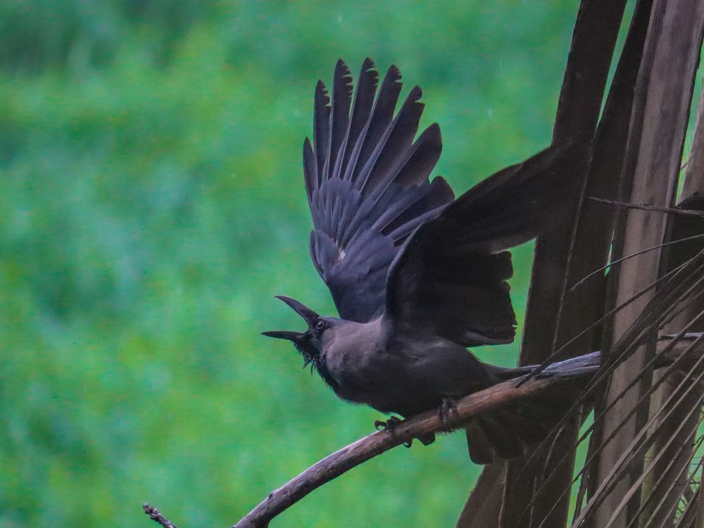 Фотография автора Kushal Lad