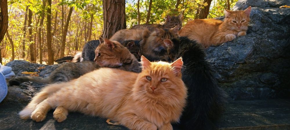 Photograph by Татьяна Стаскевич