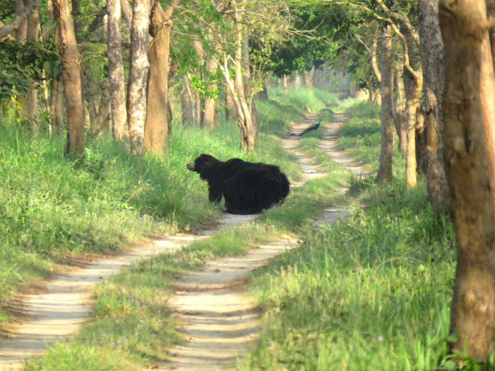 3 bears investigate something at side of wild trail