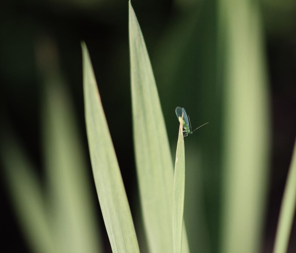 Оттенки зелёного...