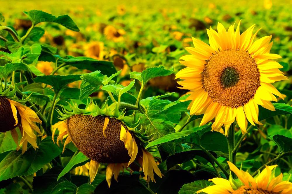 Photograph by Виталий Слёзка