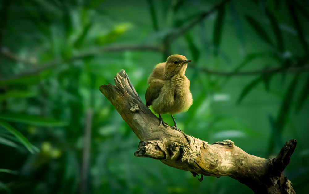 Photograph by Aquib Ahasan