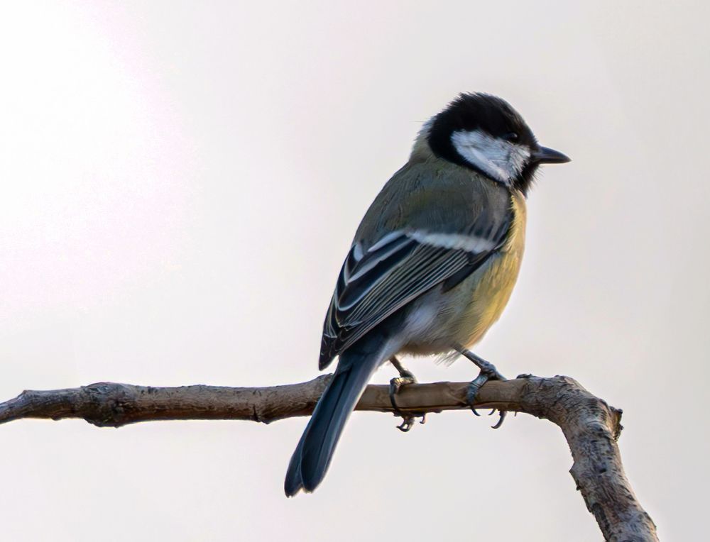 Photograph by Ali Abu Ras