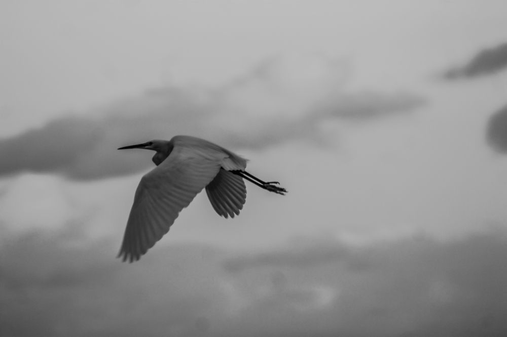 Фотография автора Muhammad Radi