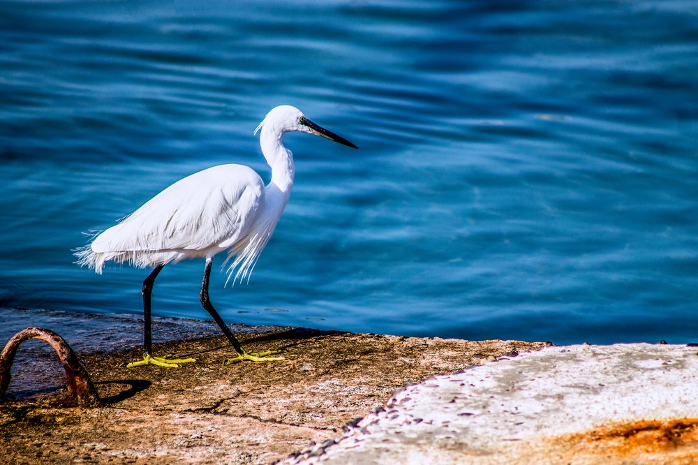 Фотография автора Muhammad Radi