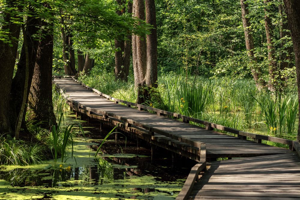 Photograph by Ирина Лапина