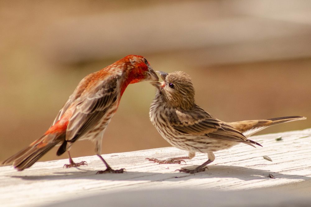 Фотография автора Van Gross