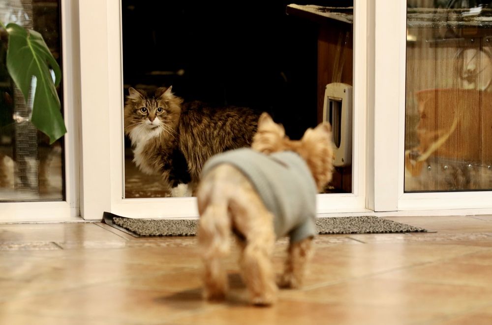 Photograph by Елена Ломова