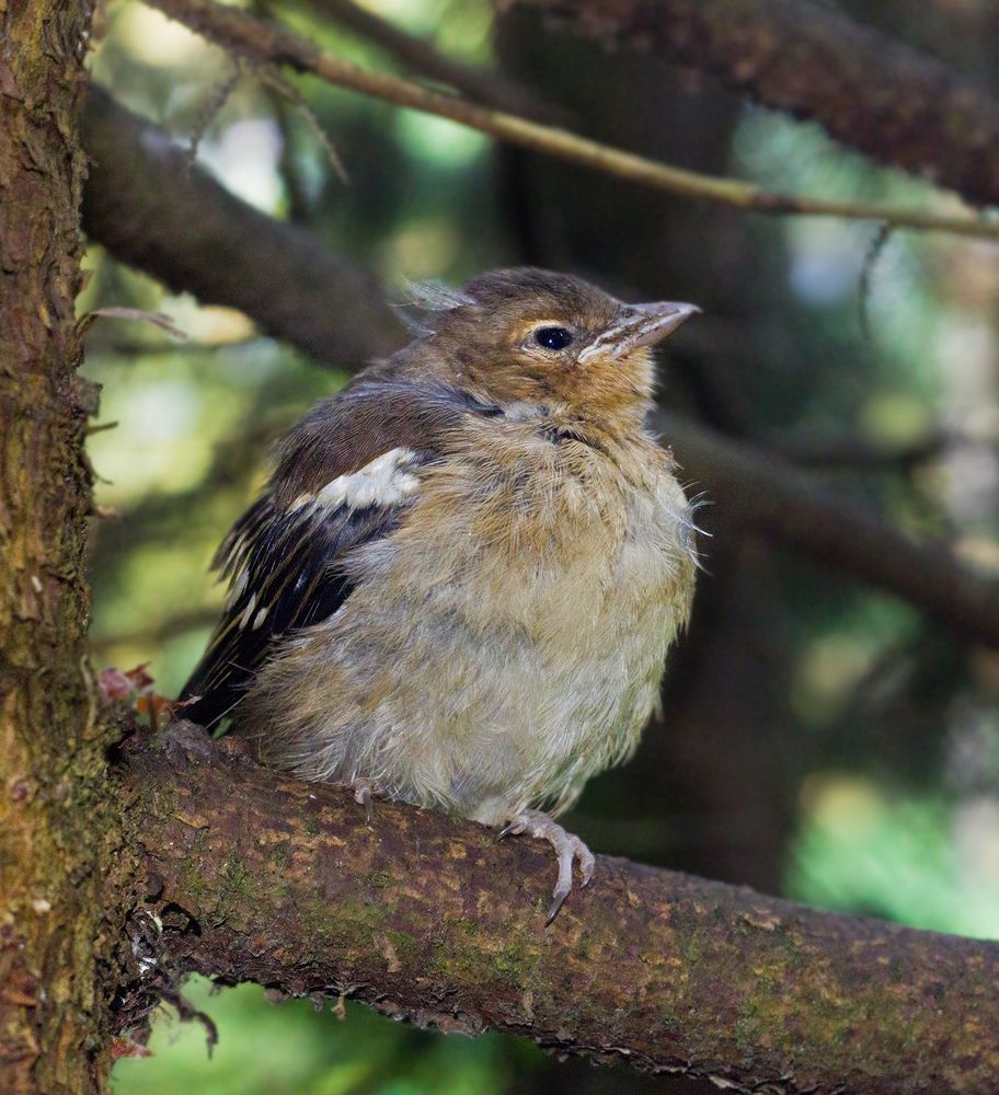 Фотография автора Борис Журавлёв